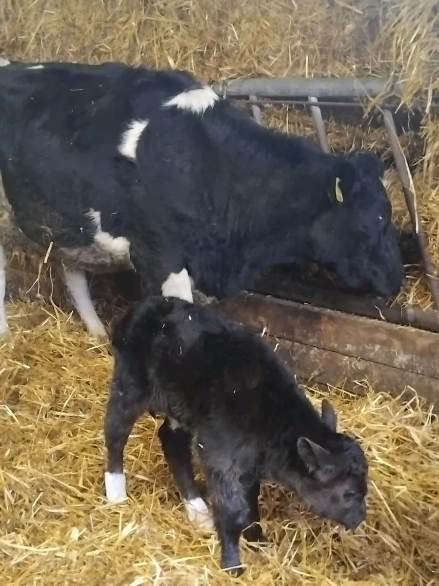 Calfed friesian heifer with angus bull calf - Image 3