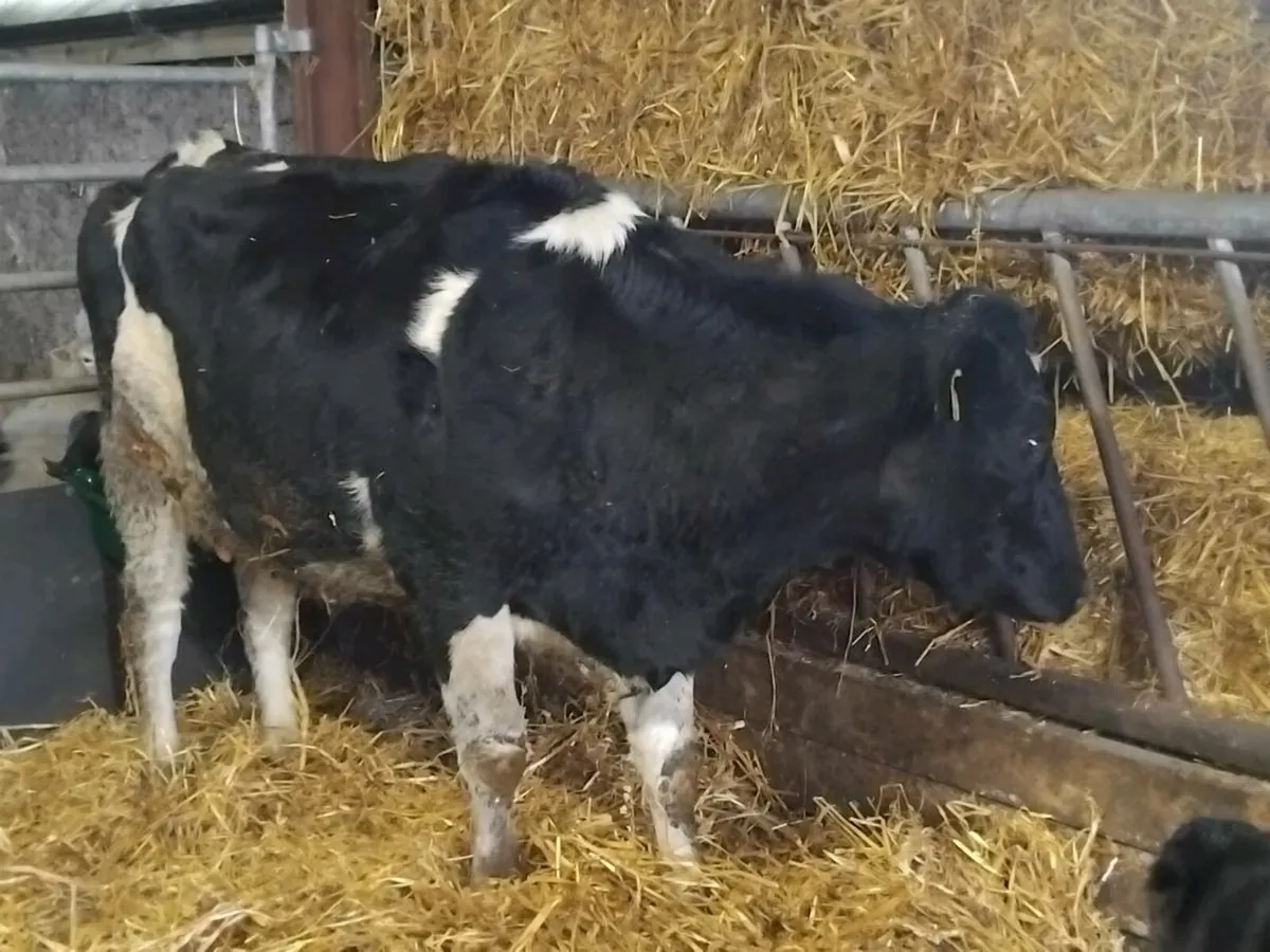 Calfed friesian heifer with angus bull calf - Image 4