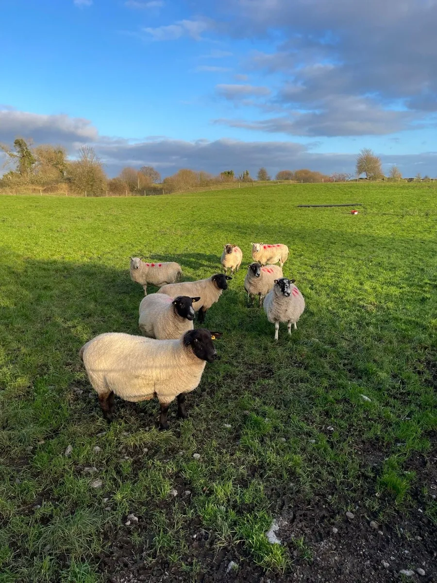 Inlamb ewes - Image 1