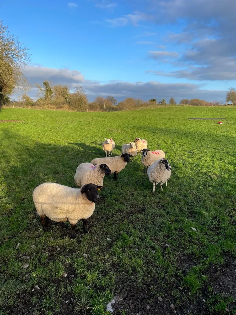 Inlamb ewes - Image 3