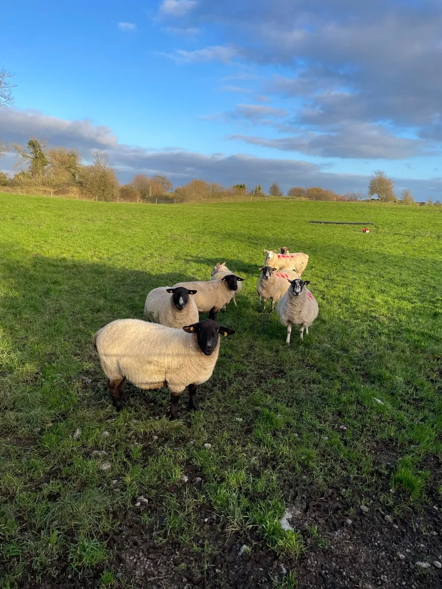 Inlamb ewes - Image 4