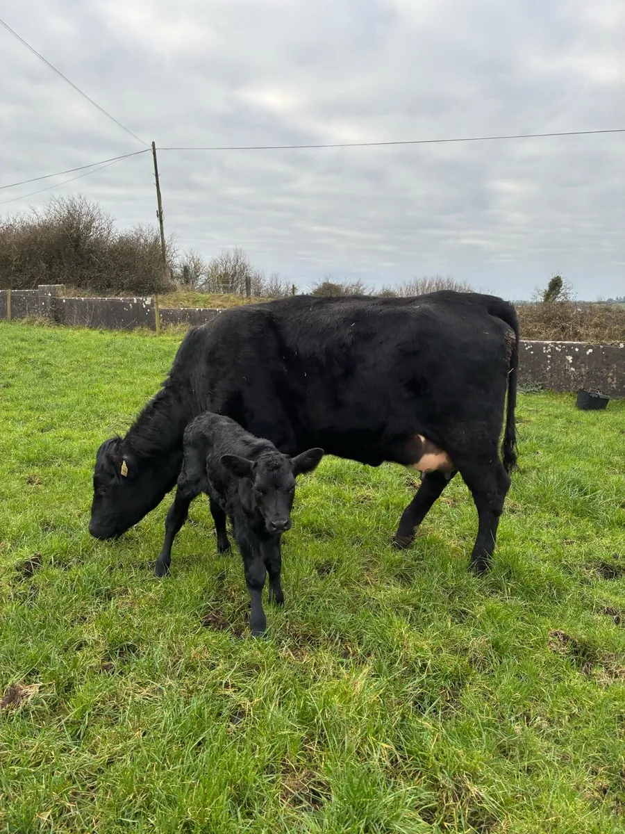Angus Cow and Calf - Image 2