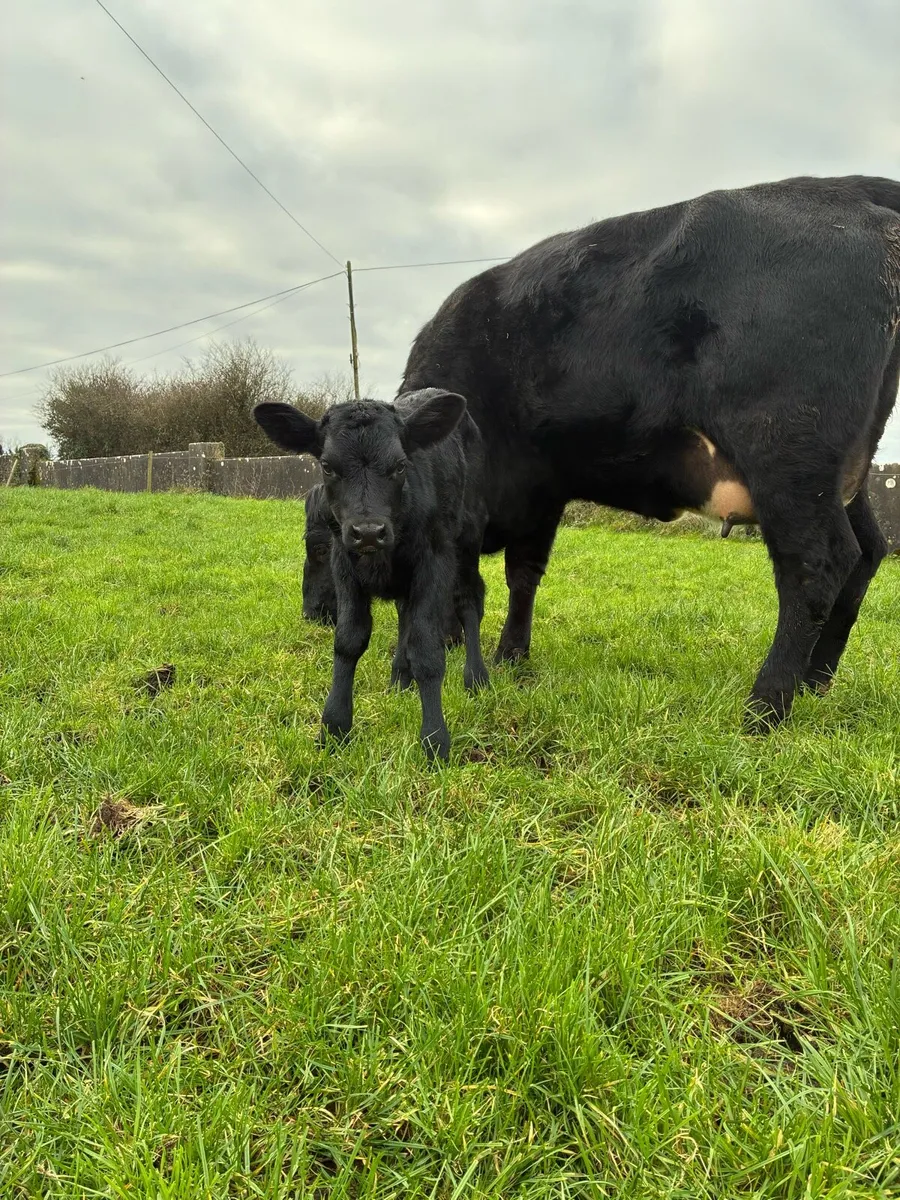 Angus Cow and Calf - Image 3