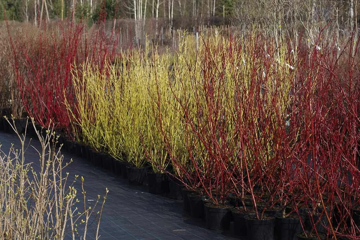 Hedging - Bare root and Pots, Laurels, Lanterns - Image 2