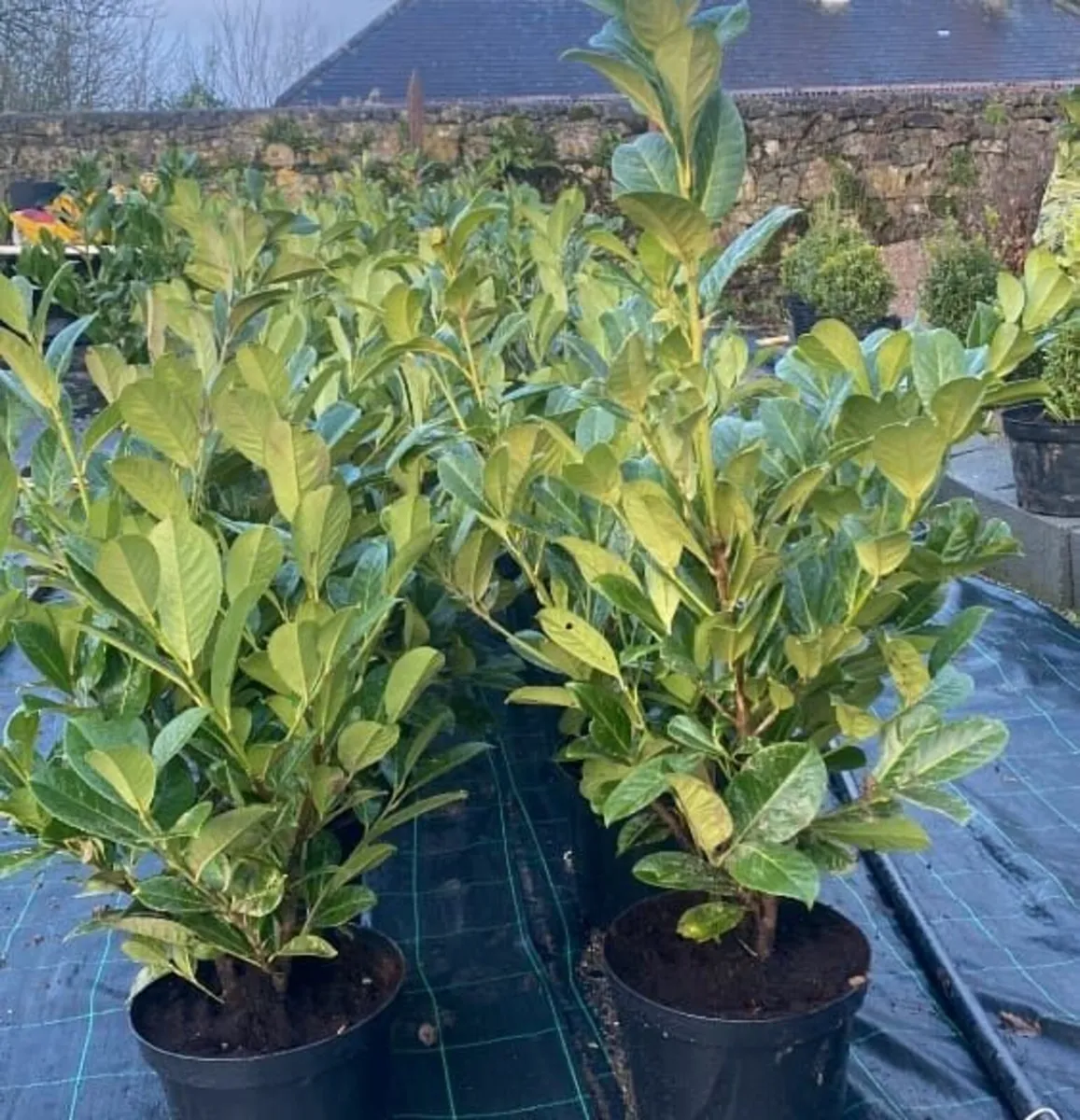 Hedging - Bare root and Pots, Laurels, Lanterns - Image 1