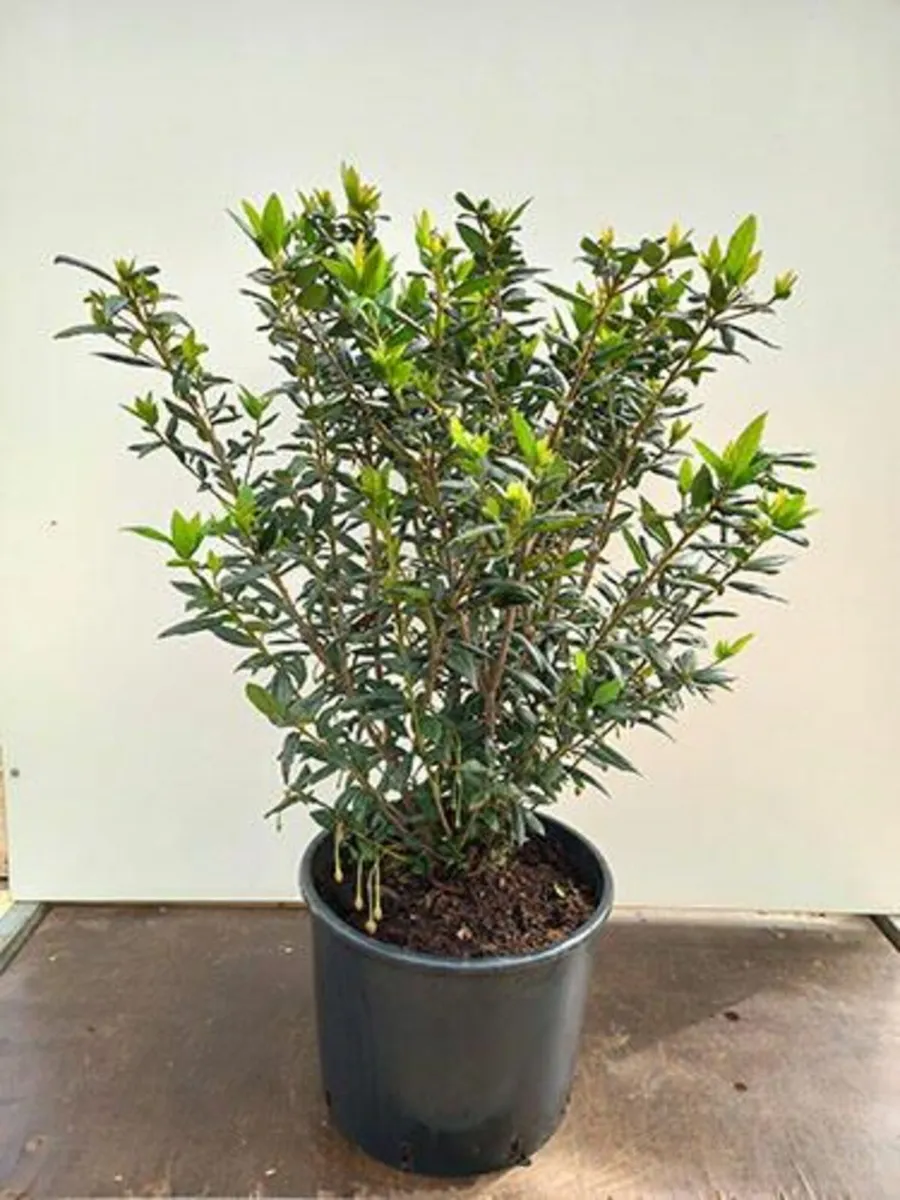 Hedging - Bare root and Pots, Laurels, Lanterns - Image 4