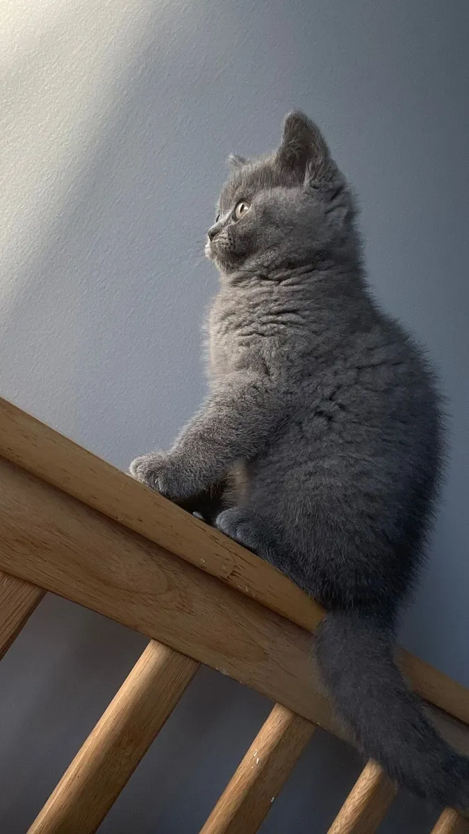 British Shorthair Kittens - Image 1