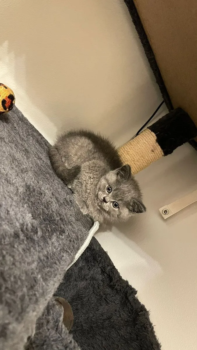British Shorthair Kittens - Image 3
