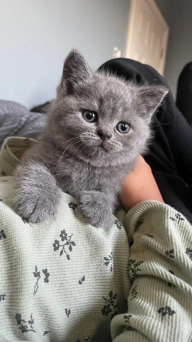 British Shorthair Kittens - Image 4
