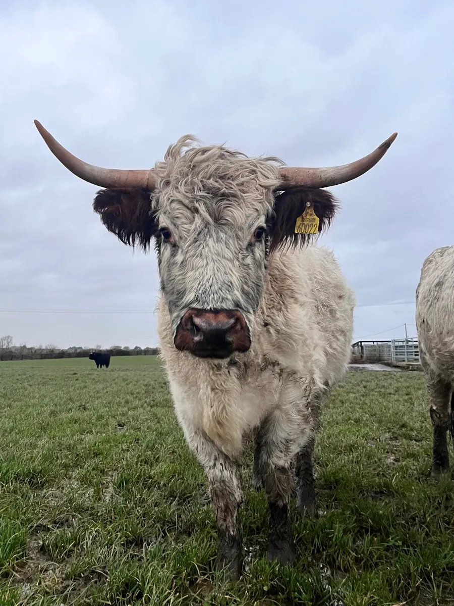 Highland x white park heifer - Image 2