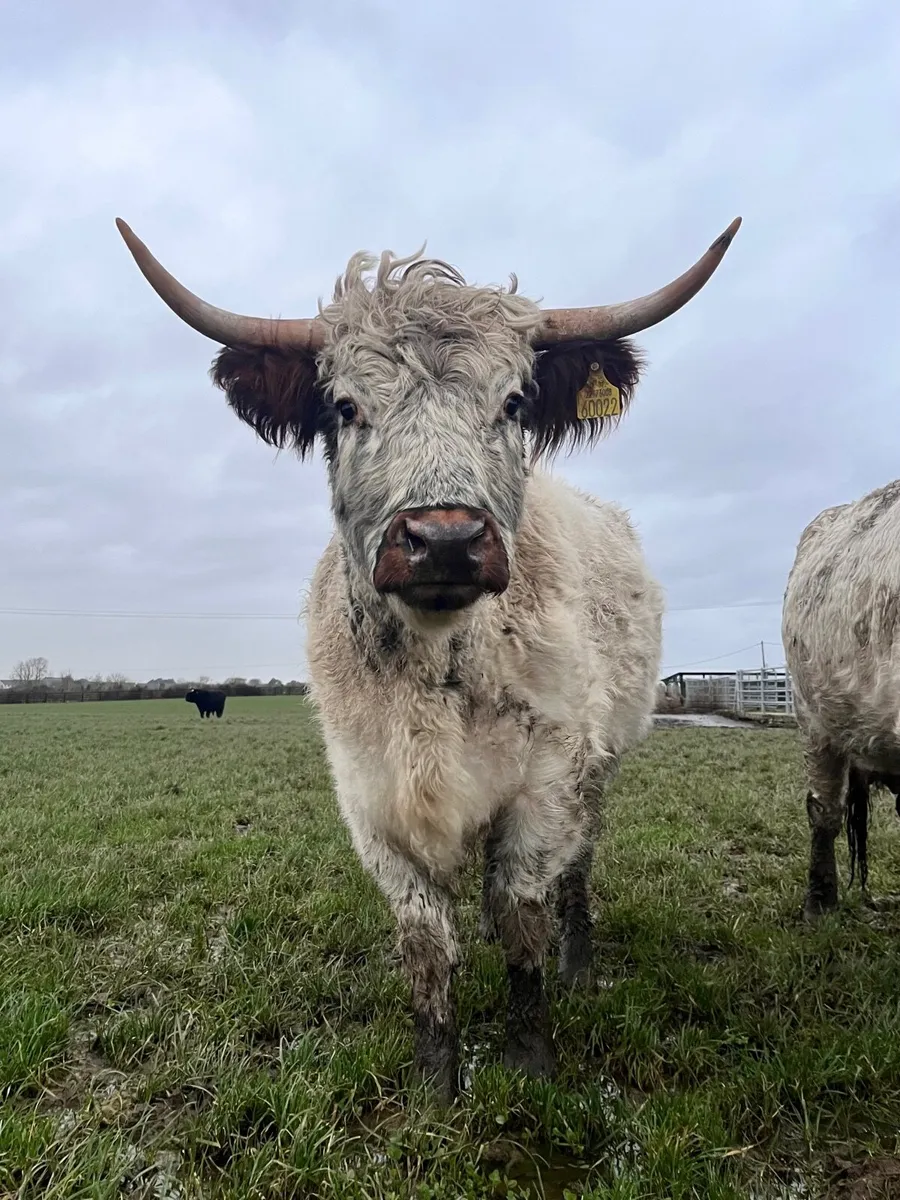 Highland x white park heifer - Image 3