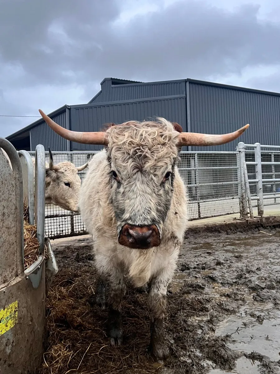 Highland x white park heifer - Image 4