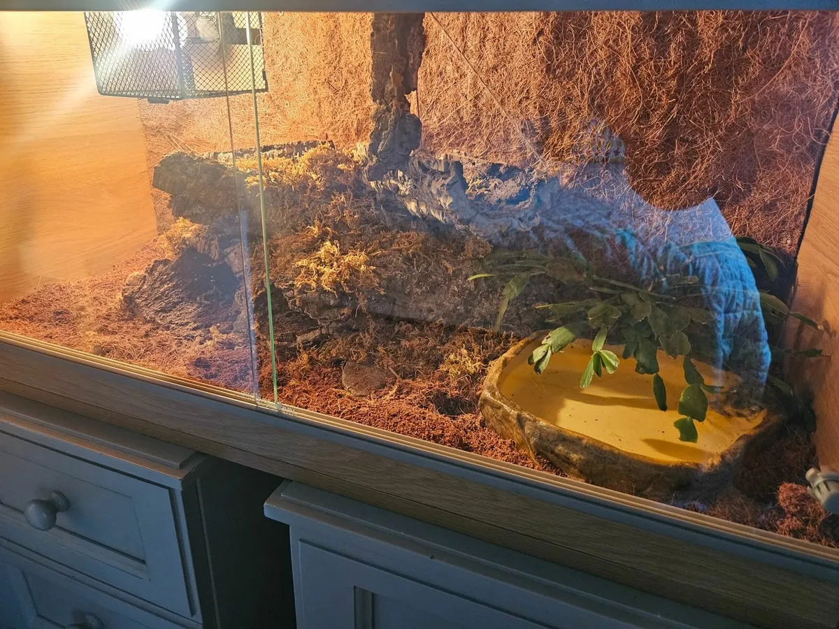 Ball python with enclosure - Image 2