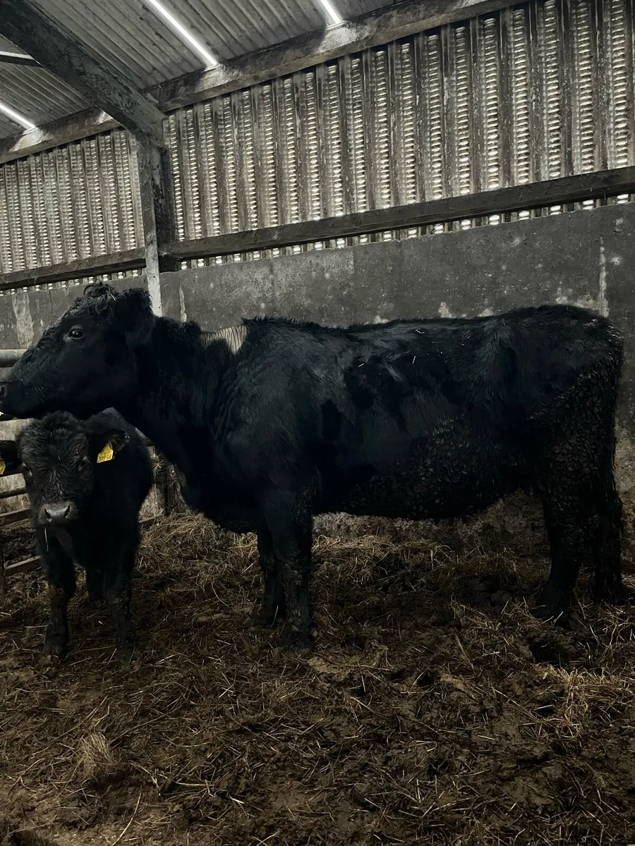 Cow and calf - Image 2