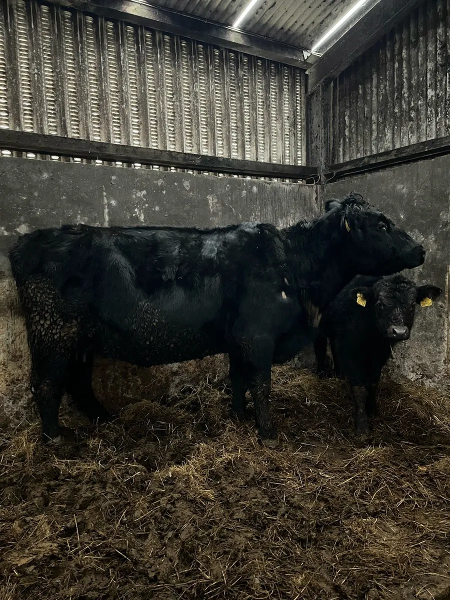 Cow and calf - Image 3