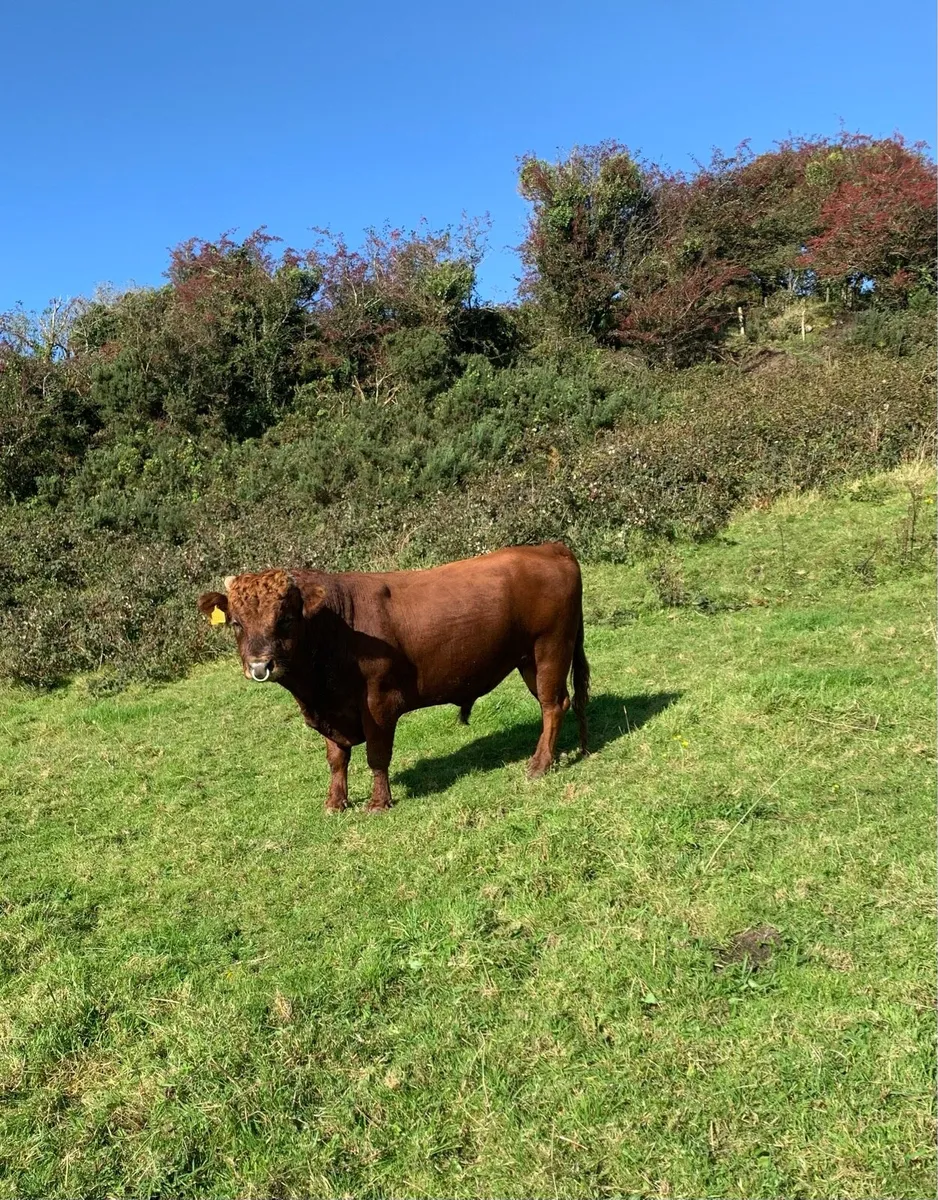 Dexter Bull - Image 1