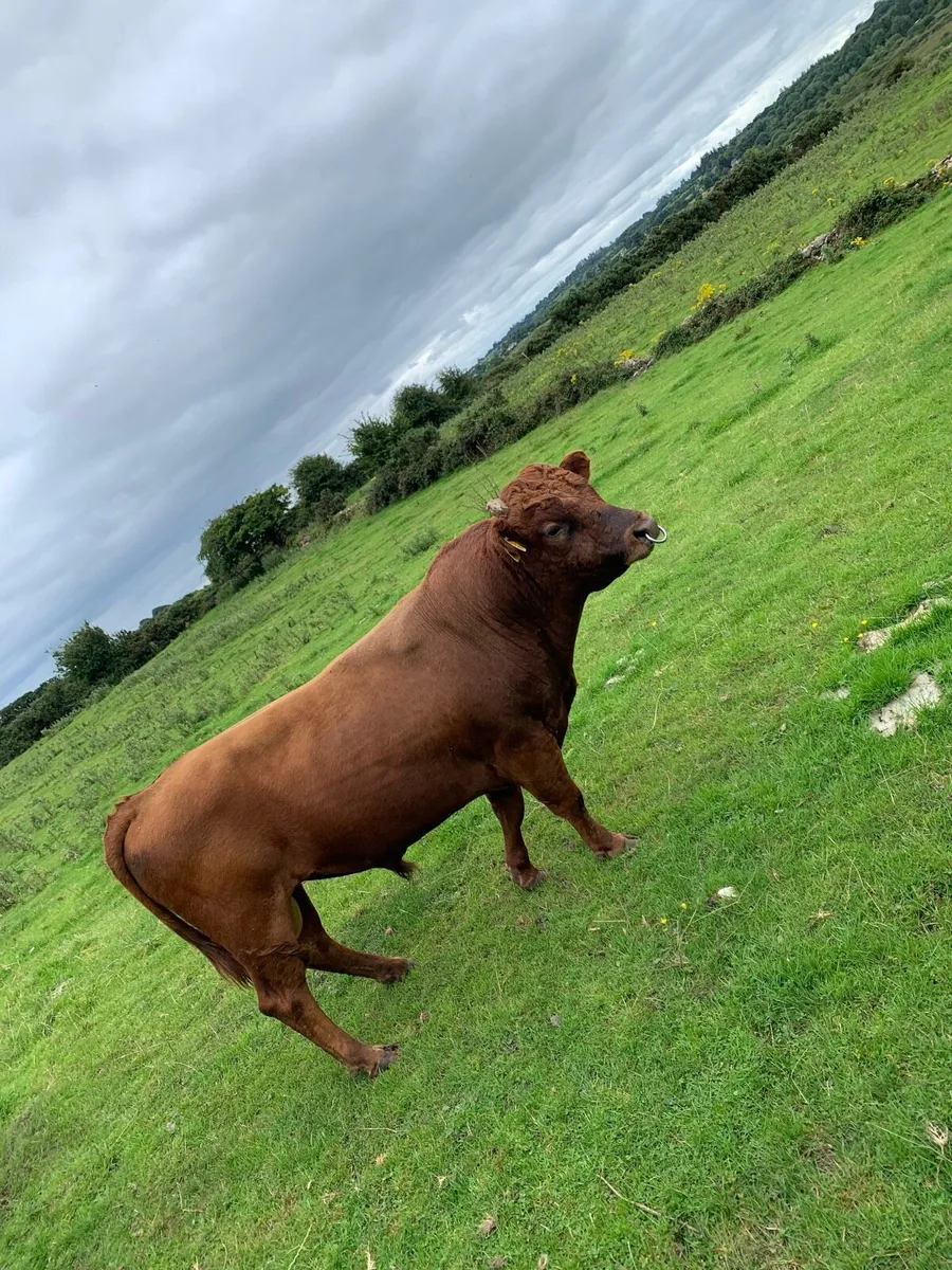 Dexter Bull - Image 2