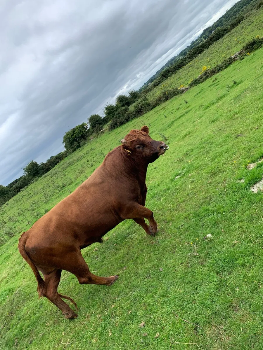 Dexter Bull - Image 3