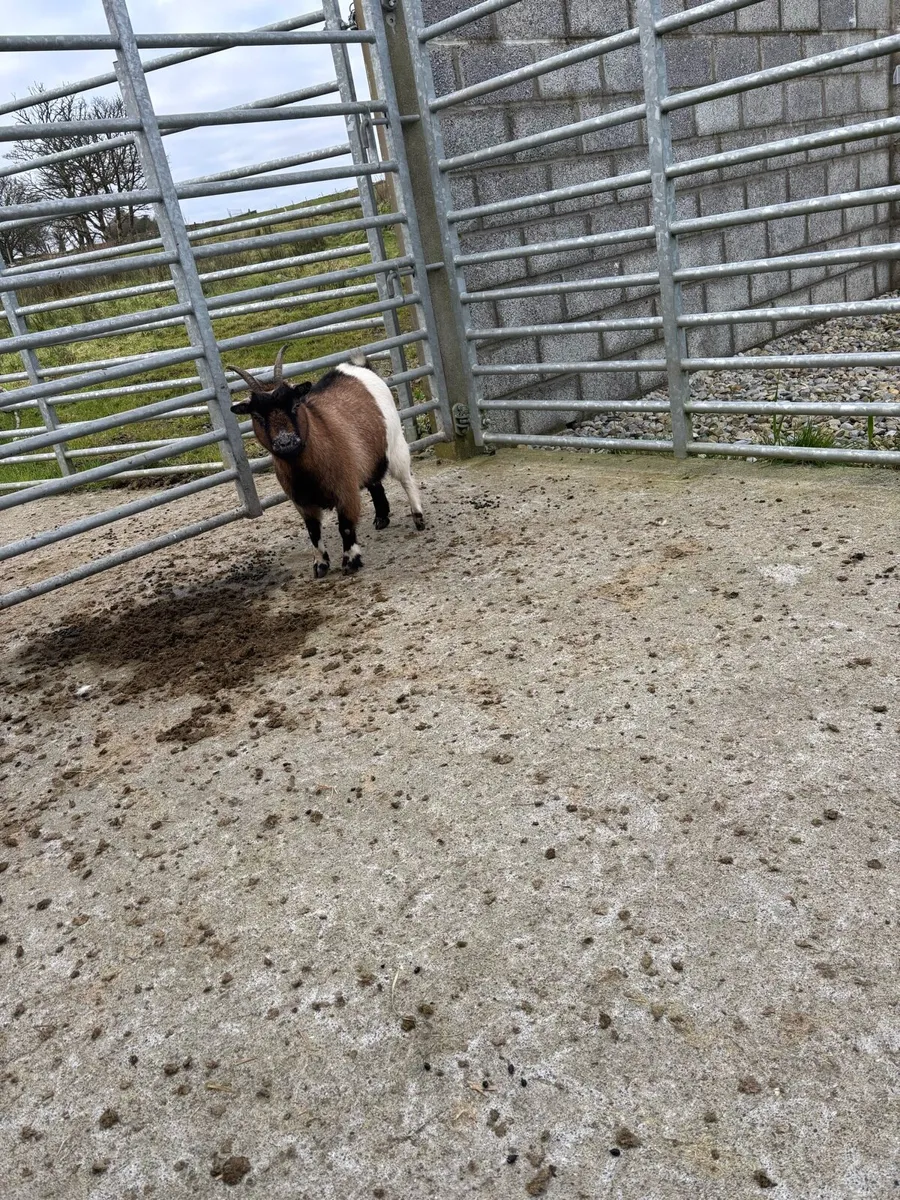 Pygmy goat - Image 1