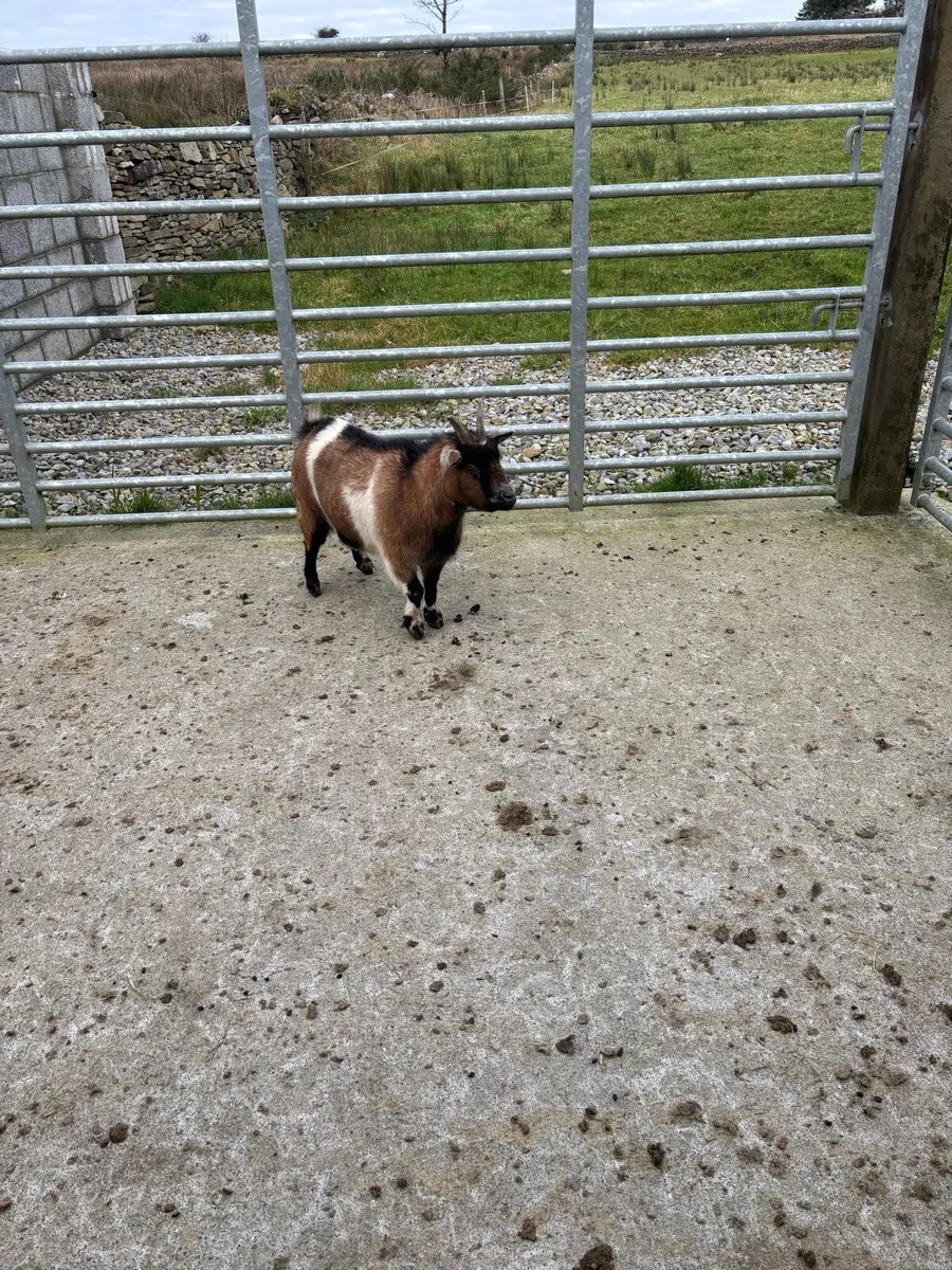 Pygmy goat - Image 3