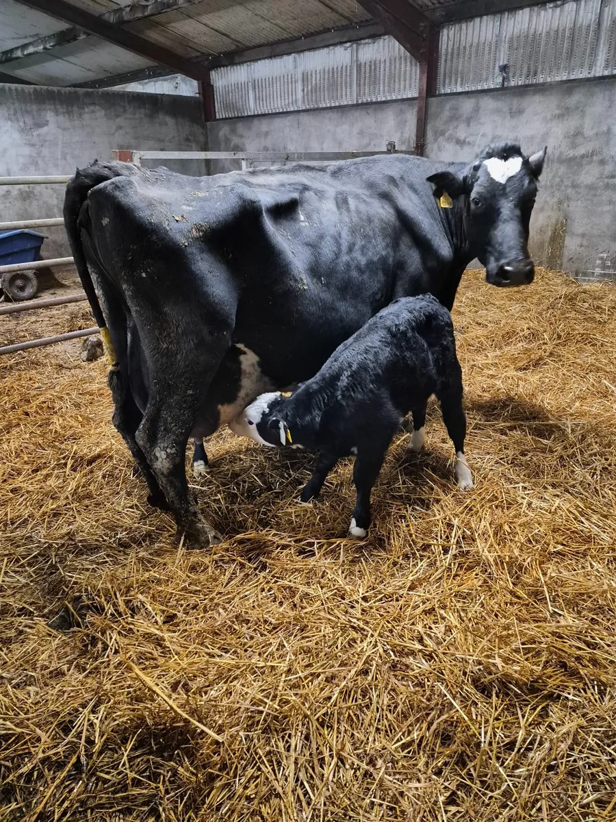 Cow and two calves - Image 1