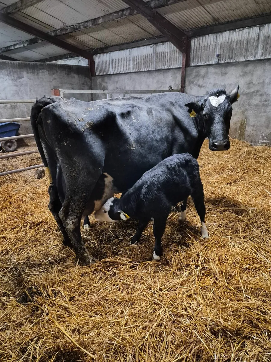 Cow and two calves - Image 2