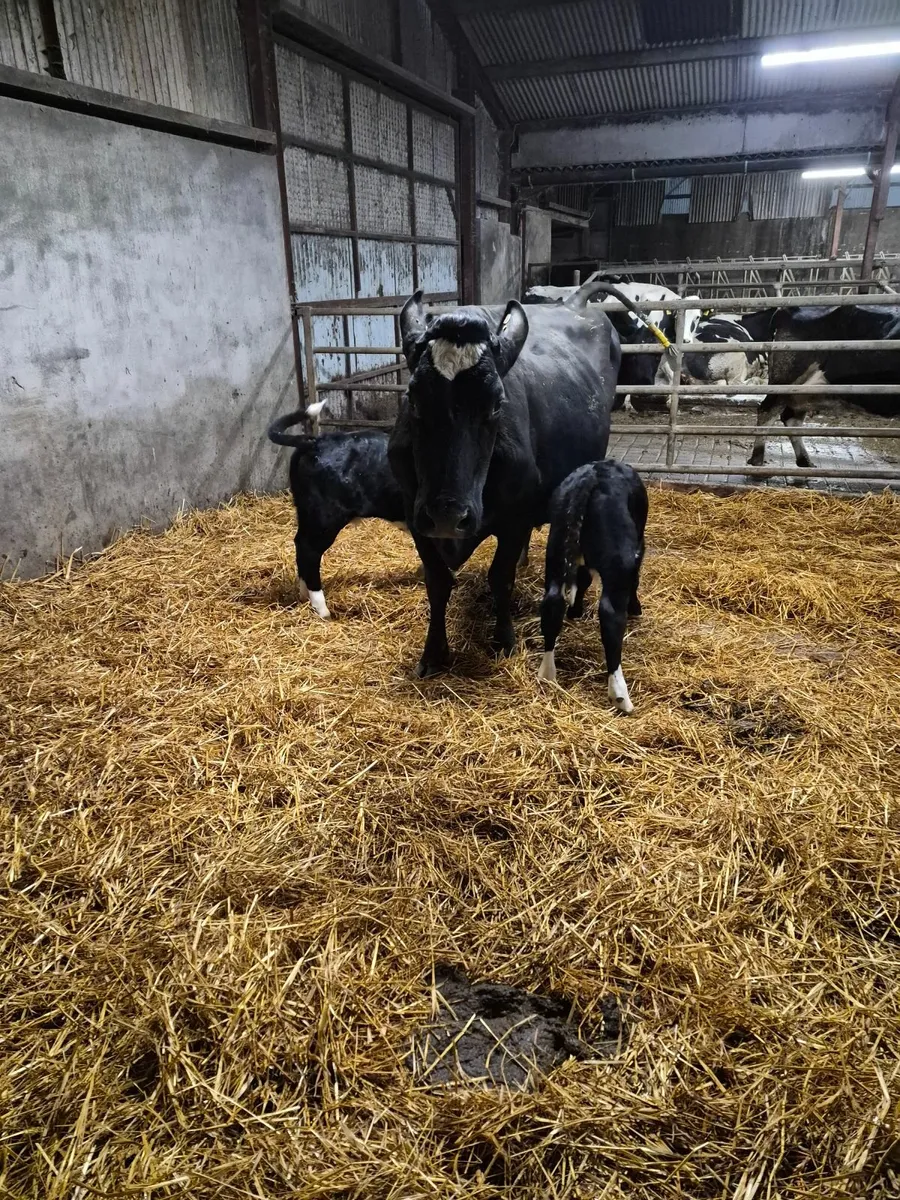 Cow and two calves - Image 3