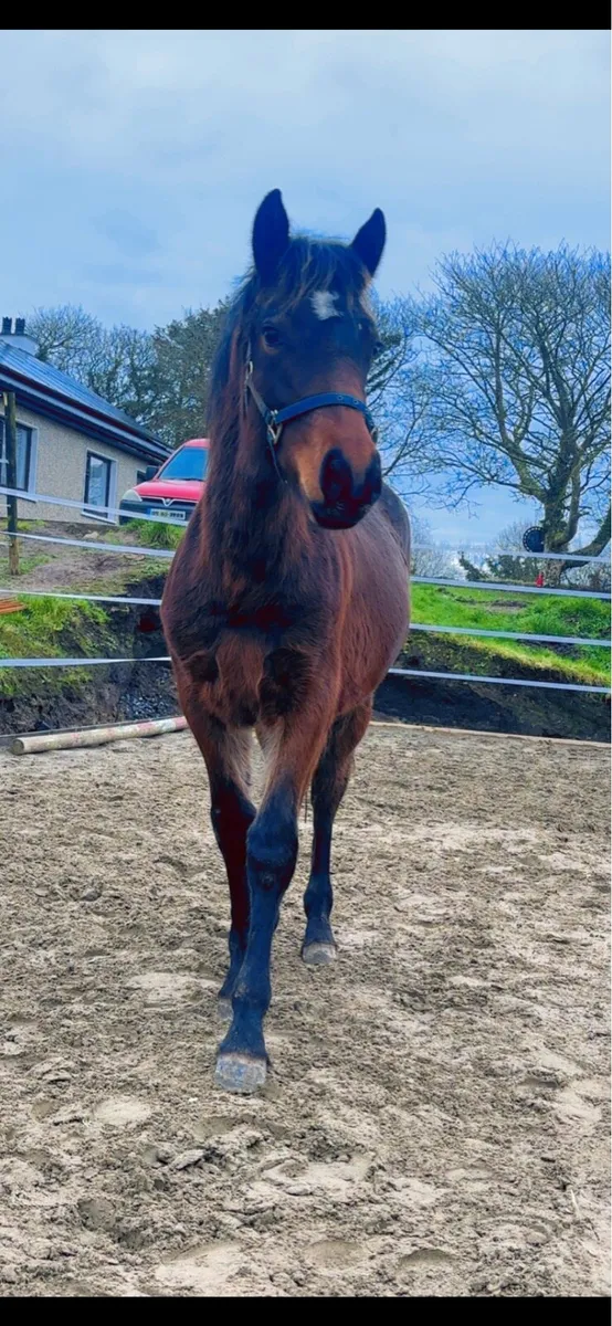 Beautiful filly - Image 1