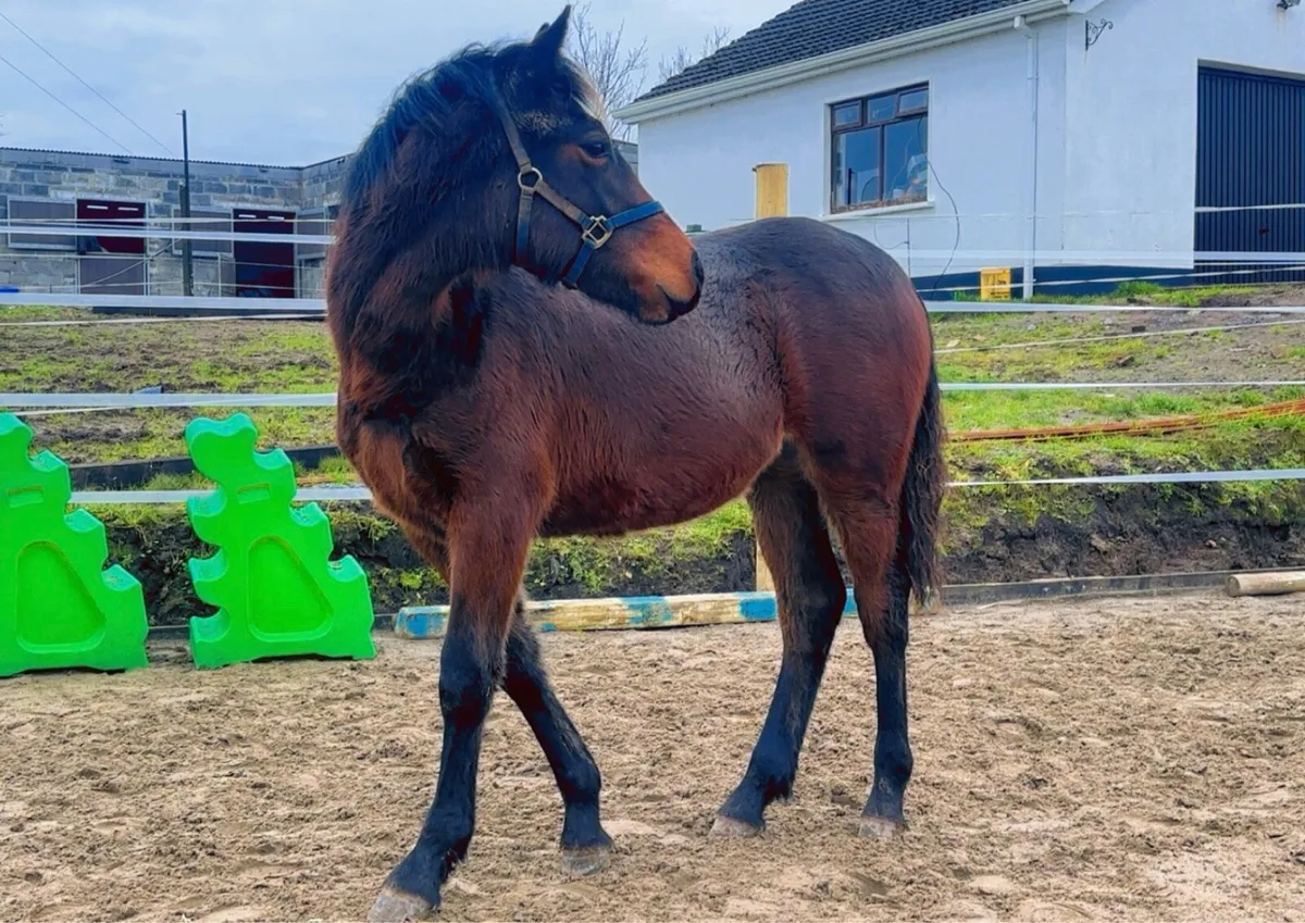 Beautiful filly - Image 2