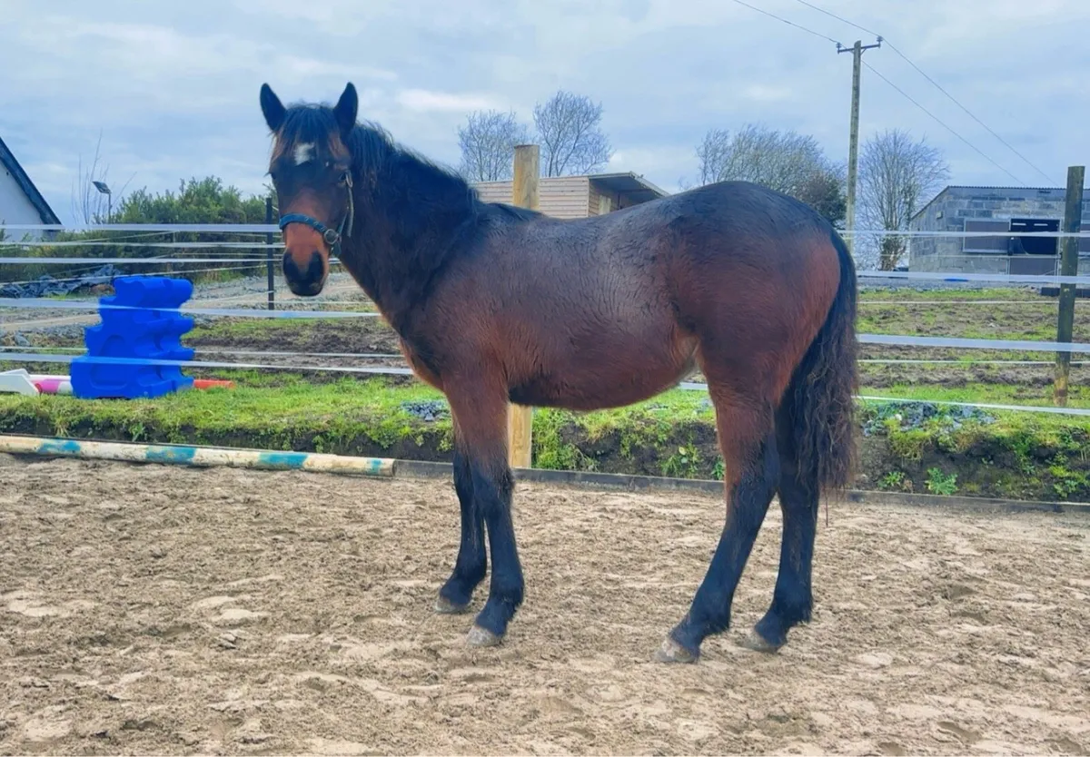 Beautiful filly - Image 3