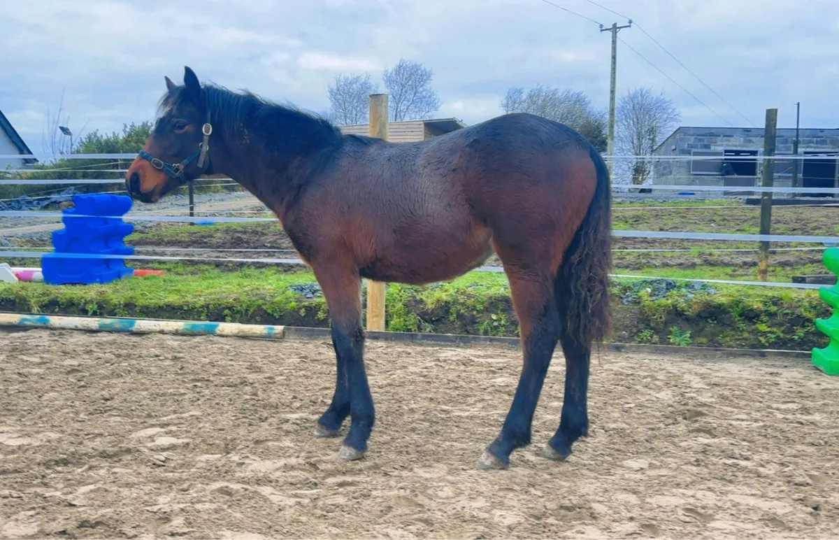 Beautiful filly - Image 4