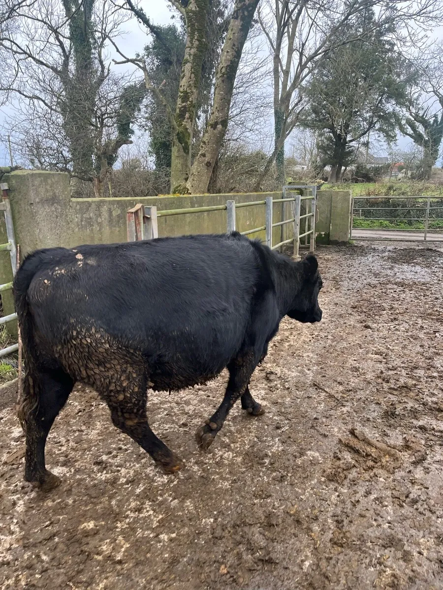 AA in calf heifer - Image 3