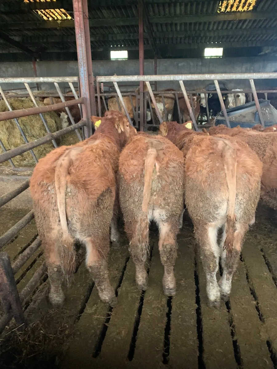 5 super  Quality LMX Weanling Bullocks - Image 2