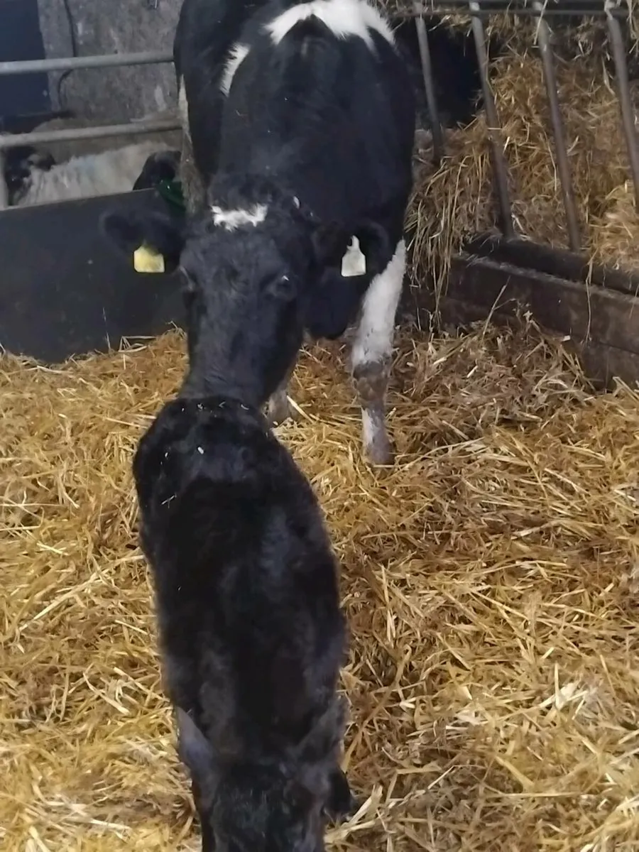 2 Fresh calfed british friesian heifers - Image 3