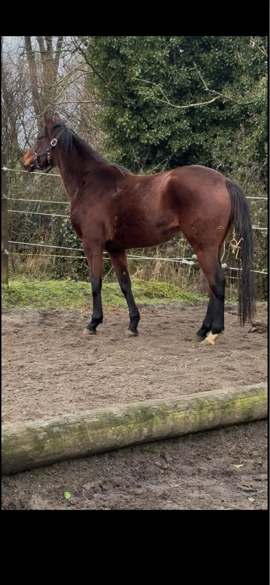 3yo Irish Sport Horse Filly 15.2h - Image 1