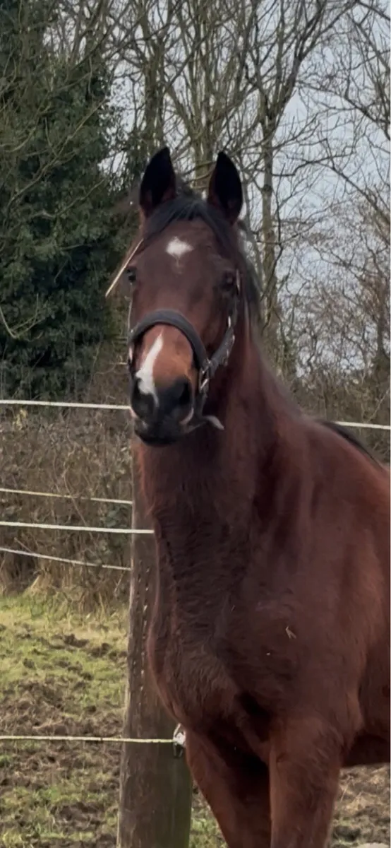 3yo Irish Sport Horse Filly 15.2h - Image 2