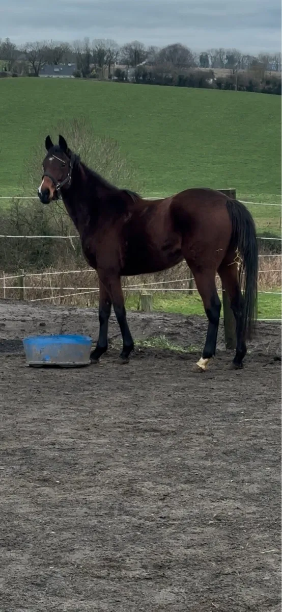 3yo Irish Sport Horse Filly 15.2h - Image 3