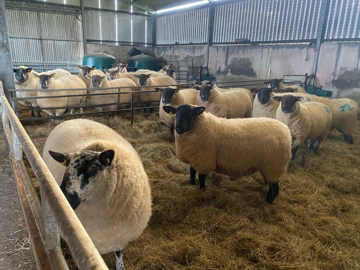 18 Super Hoggets - Image 1