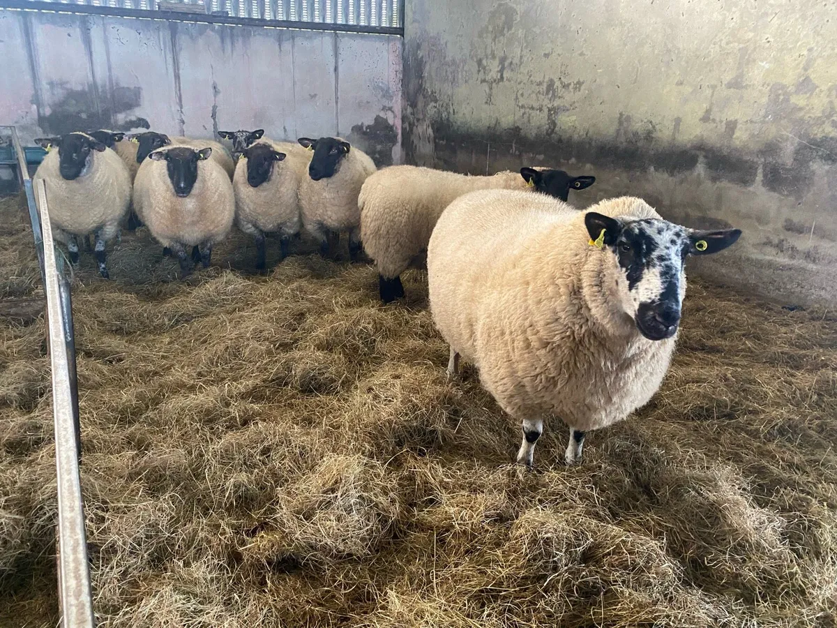 18 Super Hoggets - Image 3