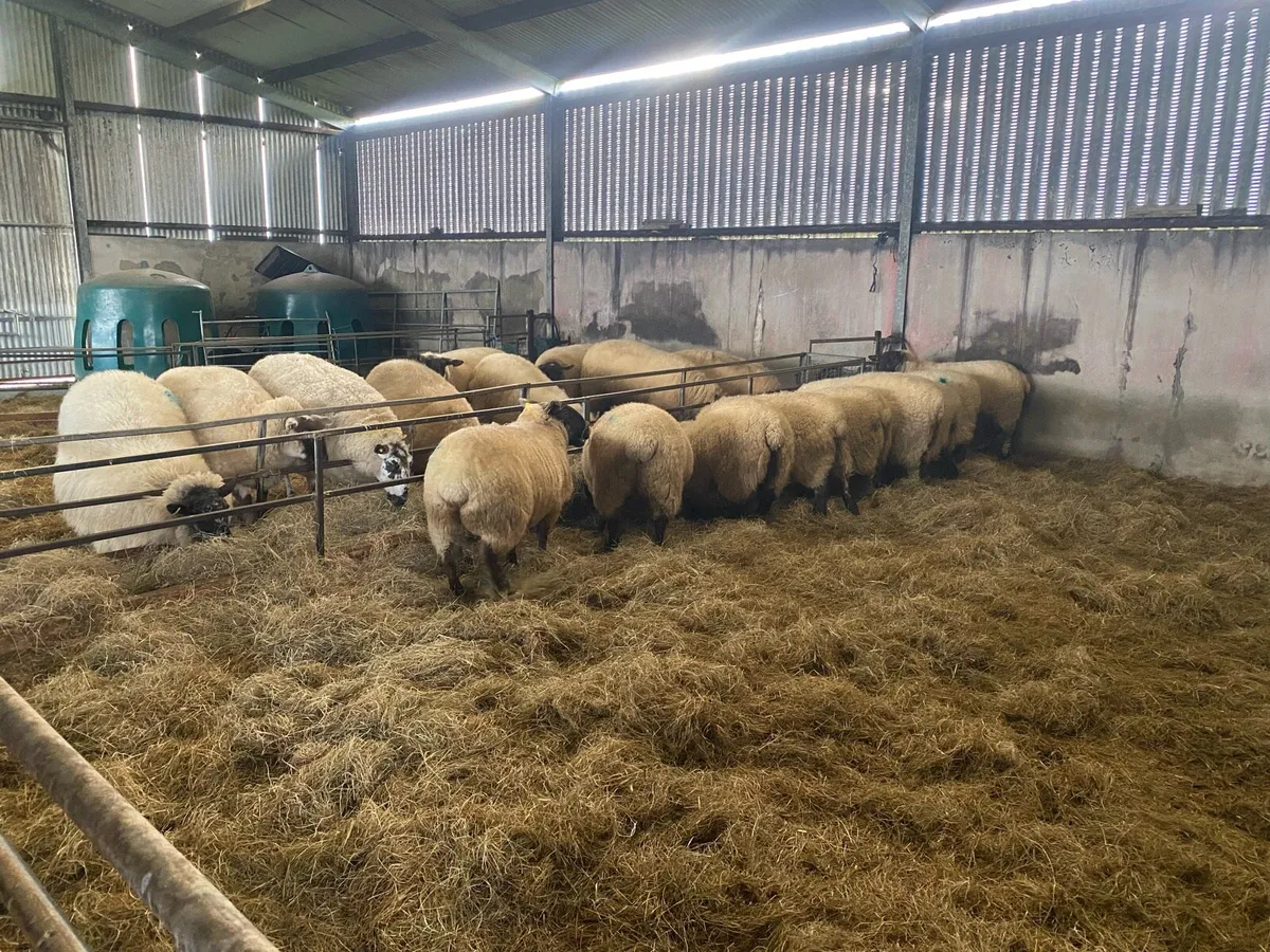 18 Super Hoggets - Image 4