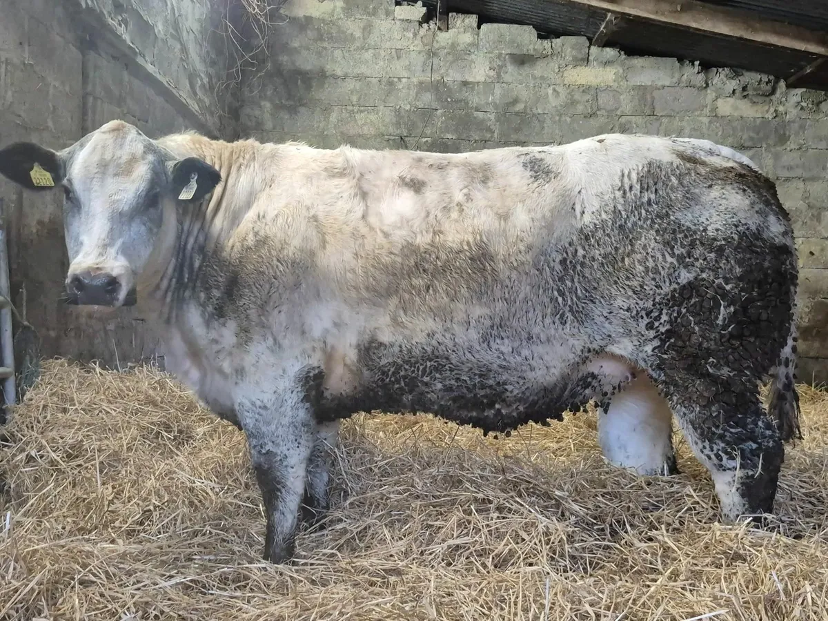 Blue Heifers - Image 4