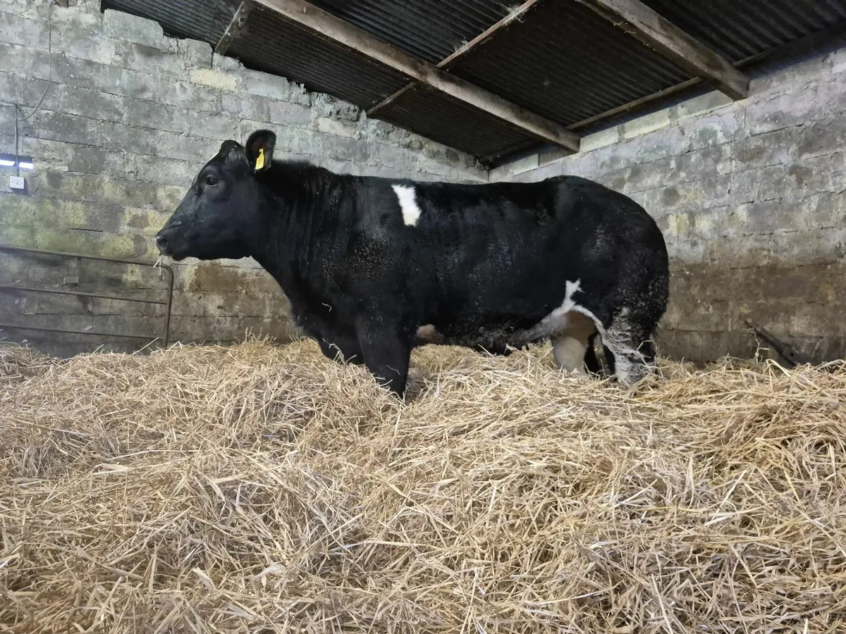Blue Heifers - Image 3