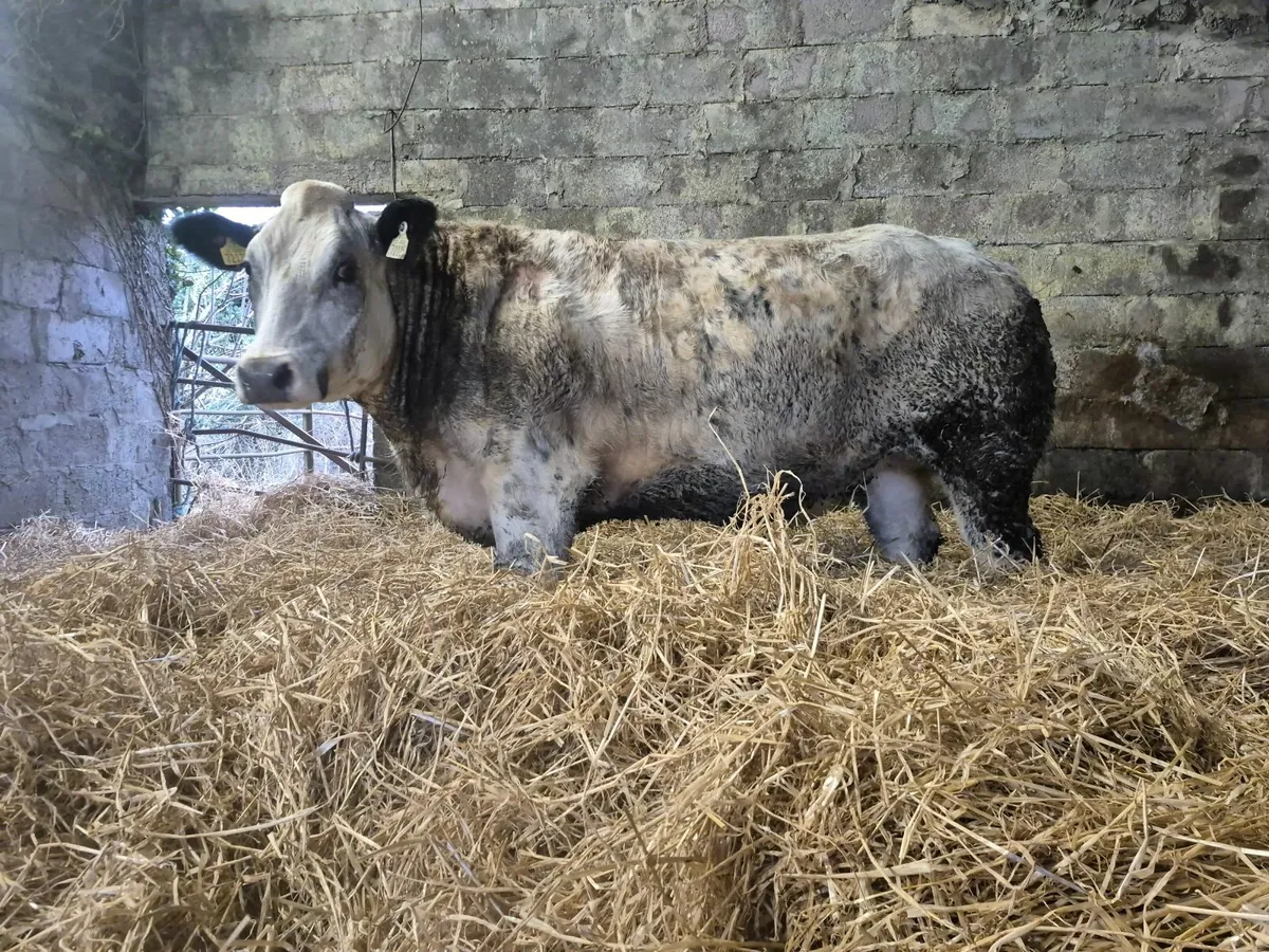 Blue Heifers - Image 2