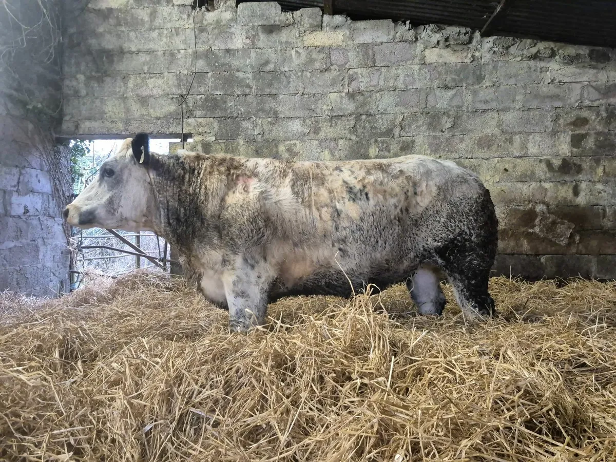 Blue Heifers - Image 1