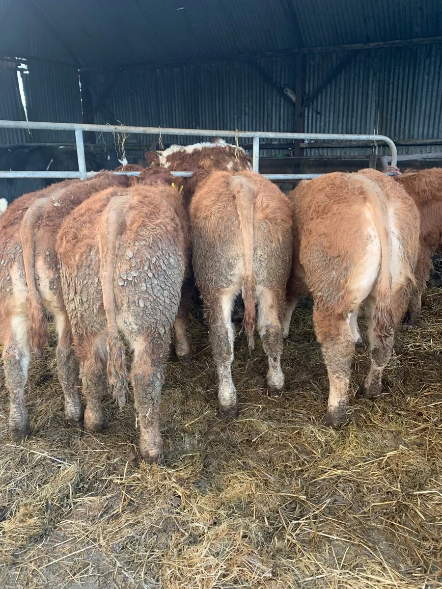 5 super  Quality LMX Weanling Bullocks - Image 3