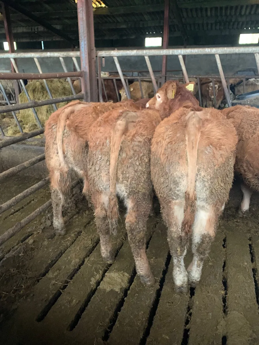 5 super  Quality LMX Weanling Bullocks - Image 4