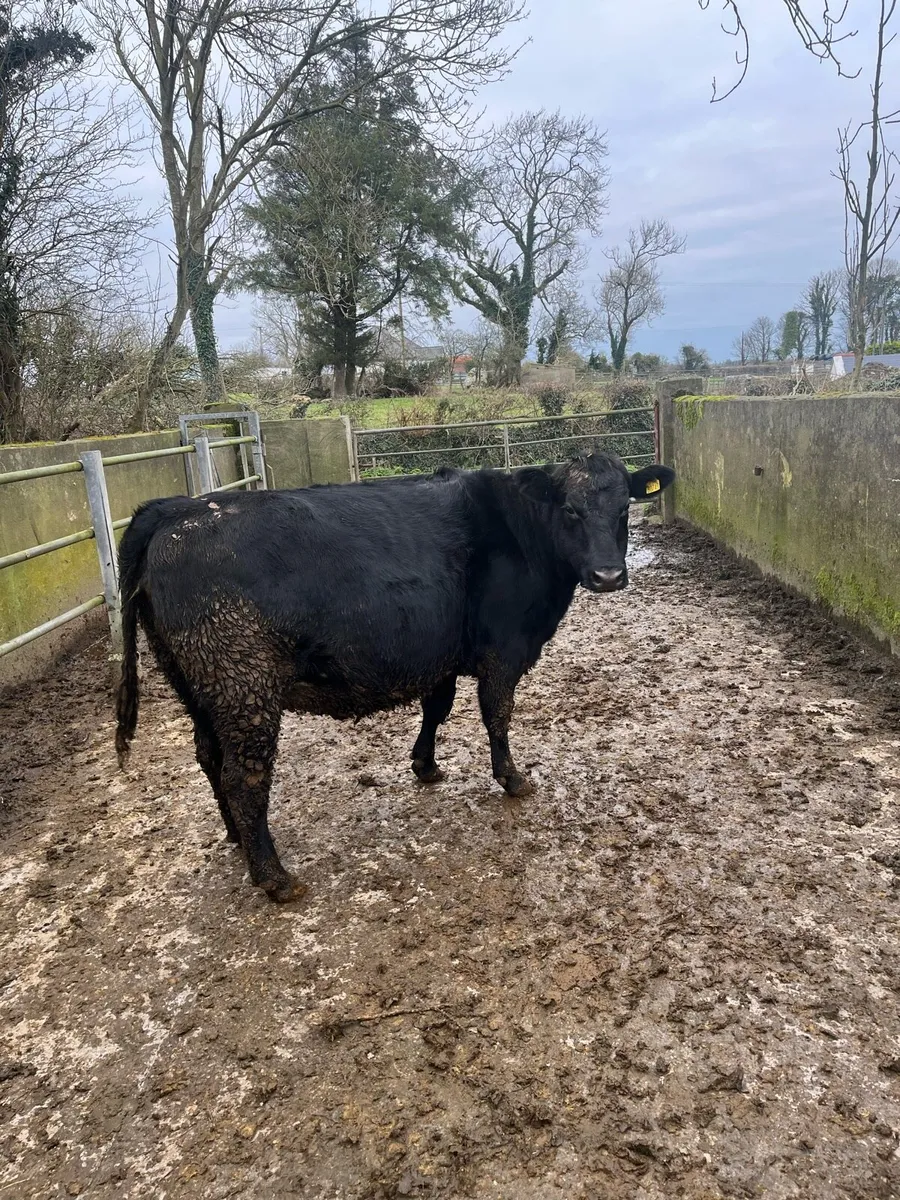 AA in calf heifer - Image 1