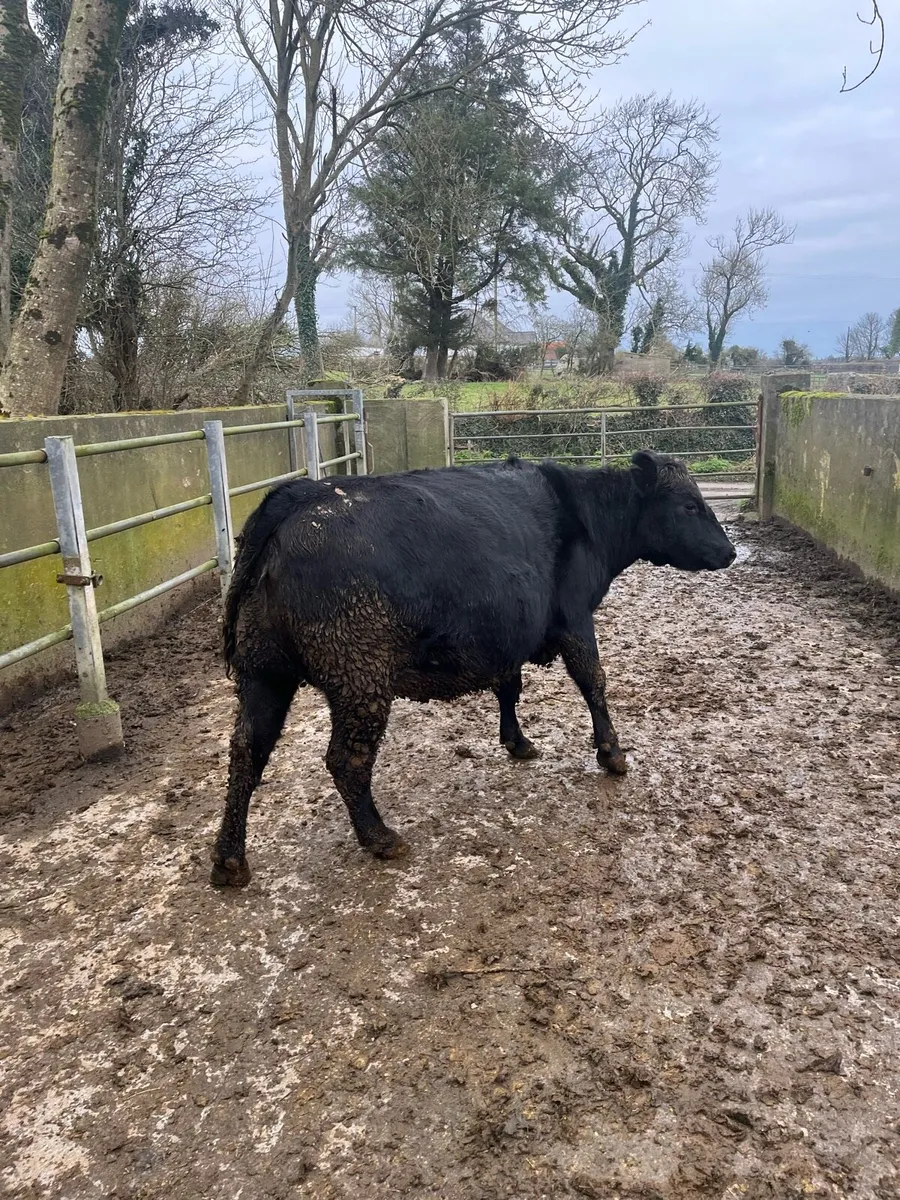 AA in calf heifer - Image 2