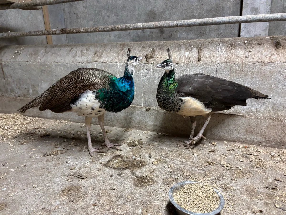 Unrelated breeding pair of peafowl - Image 1
