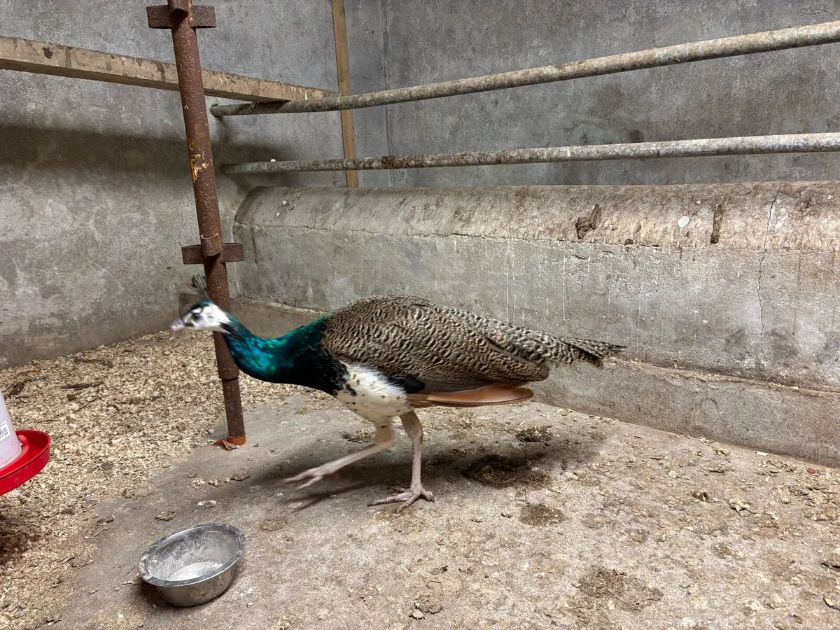 Unrelated breeding pair of peafowl - Image 2